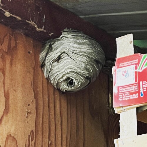 traitement nid de guêpes Hamoir