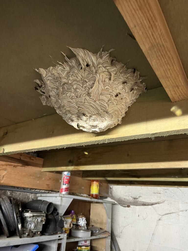 destruction de nids de guêpes