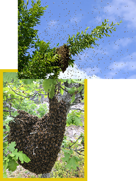 enlevement nid d'abeilles